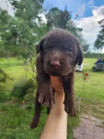 Rolo, a female Labrador Retriever for sale in Sanderson, FL – 2 of 3