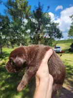 Kit Kat, a female Labrador Retriever for sale in Sanderson, FL – 2 of 6