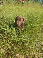 Kit Kat, a female Labrador Retriever for sale in Sanderson, FL – 4 of 6