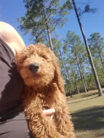 Bella, a female Goldendoodle for sale in Sanderson, FL – Photo 2 of 2