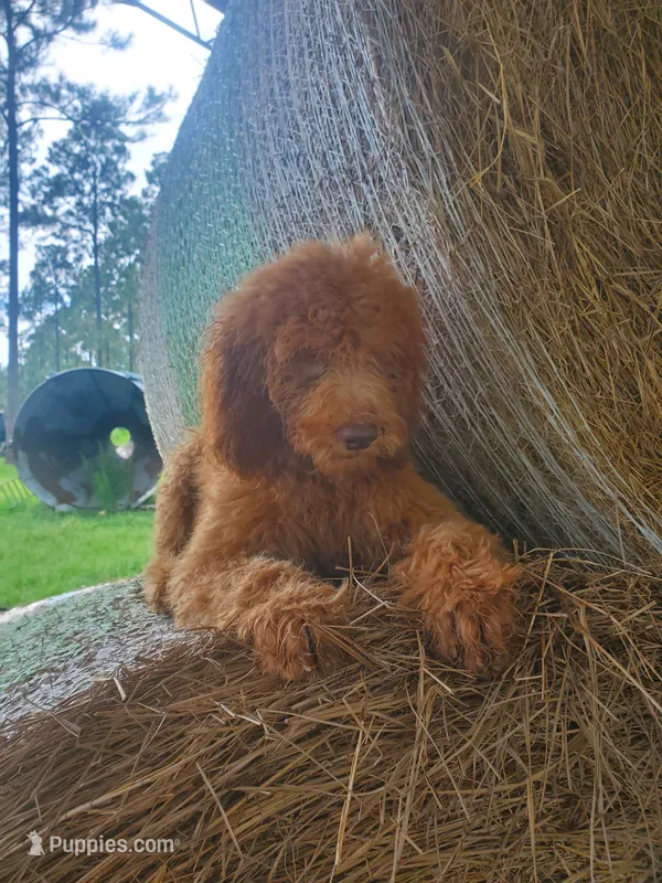 Teddy – Goldendoodle puppy for sale in Sanderson, FL