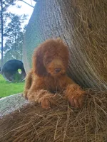 Teddy-Trained, a male Goldendoodle for sale in Sanderson, FL – 1 of 8