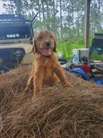 Chloe , a female Goldendoodle for sale in Sanderson, FL – 1 of 5