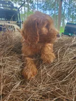 Oliver, a male Goldendoodle for sale in Sanderson, FL – 2 of 4