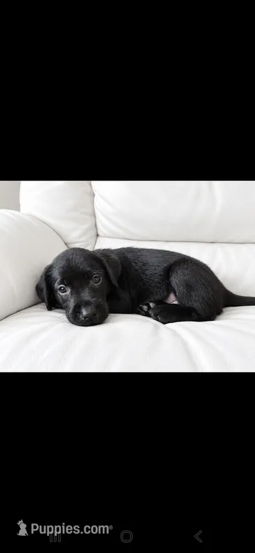 Sweet Pea – Labrador Retriever puppy for sale in Sanderson, FL