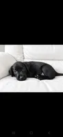 Sweet Pea, a female Labrador Retriever for sale in Sanderson, FL – 1 of 1
