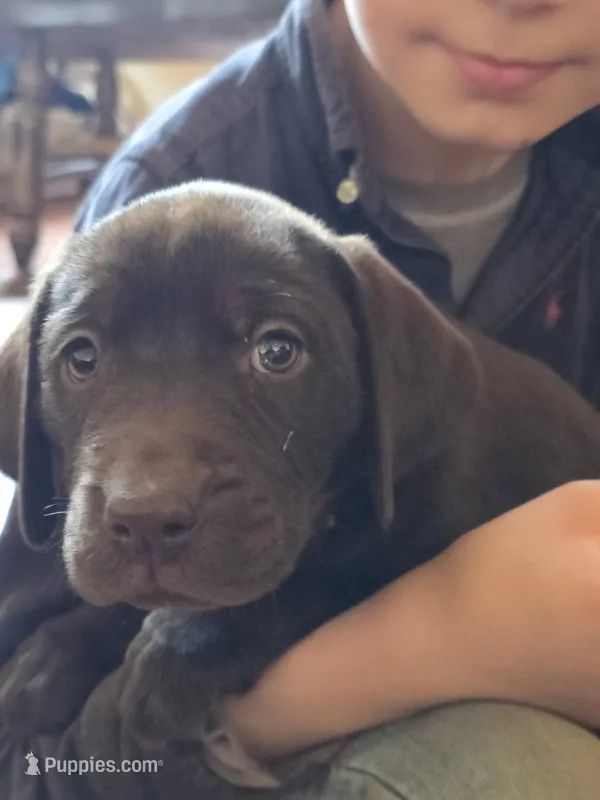 Bear – Labrador Retriever puppy for sale in Sanderson, FL