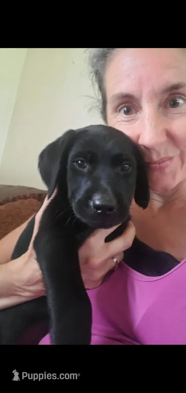 Nova – Labrador Retriever puppy for sale in Sanderson, FL
