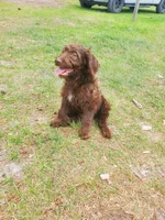 Sadie, a female Labradoodle for sale in Sanderson, FL – Photo 8 of 9