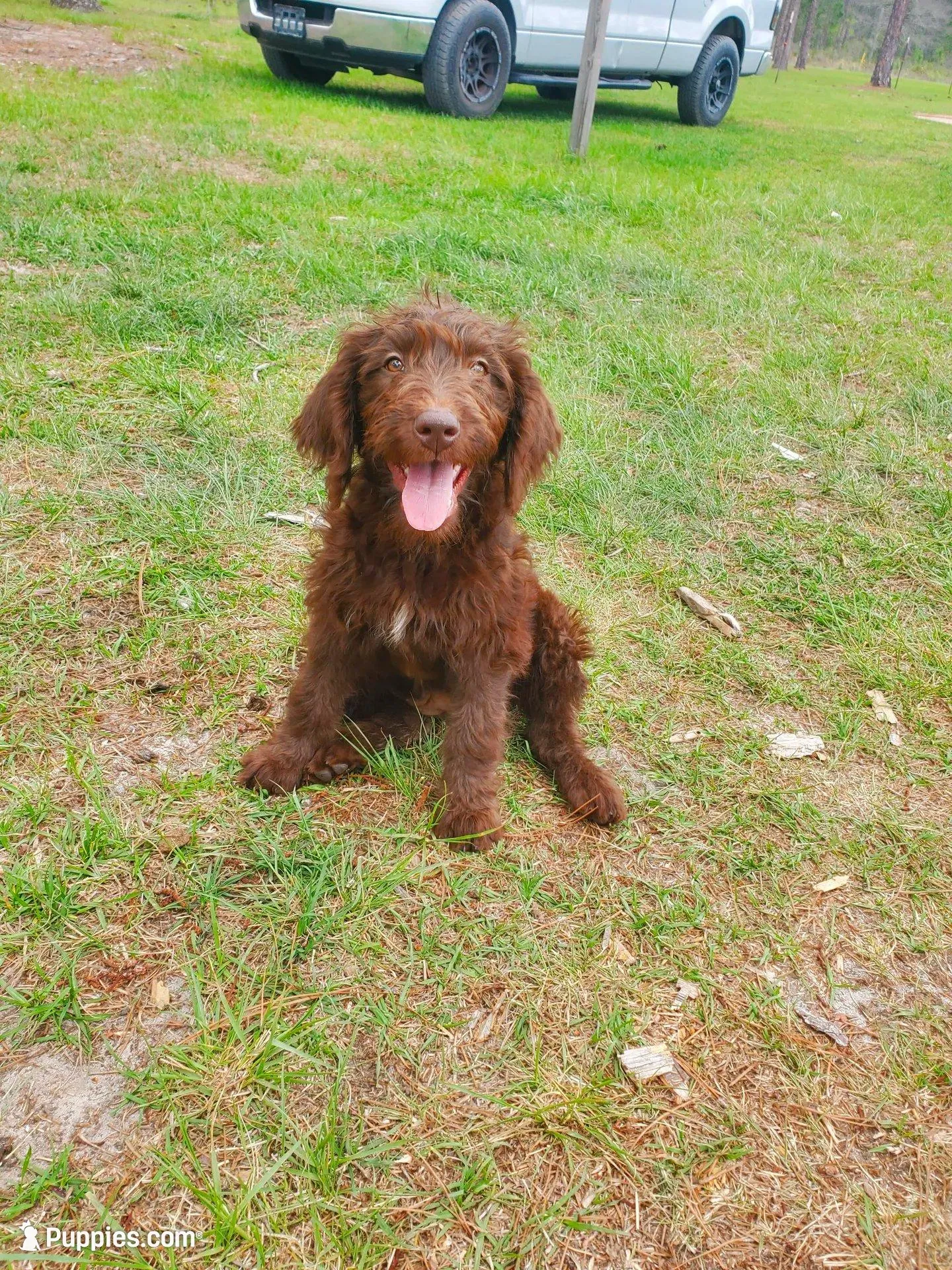 Sadie – Labradoodle puppy for sale in Sanderson, FL