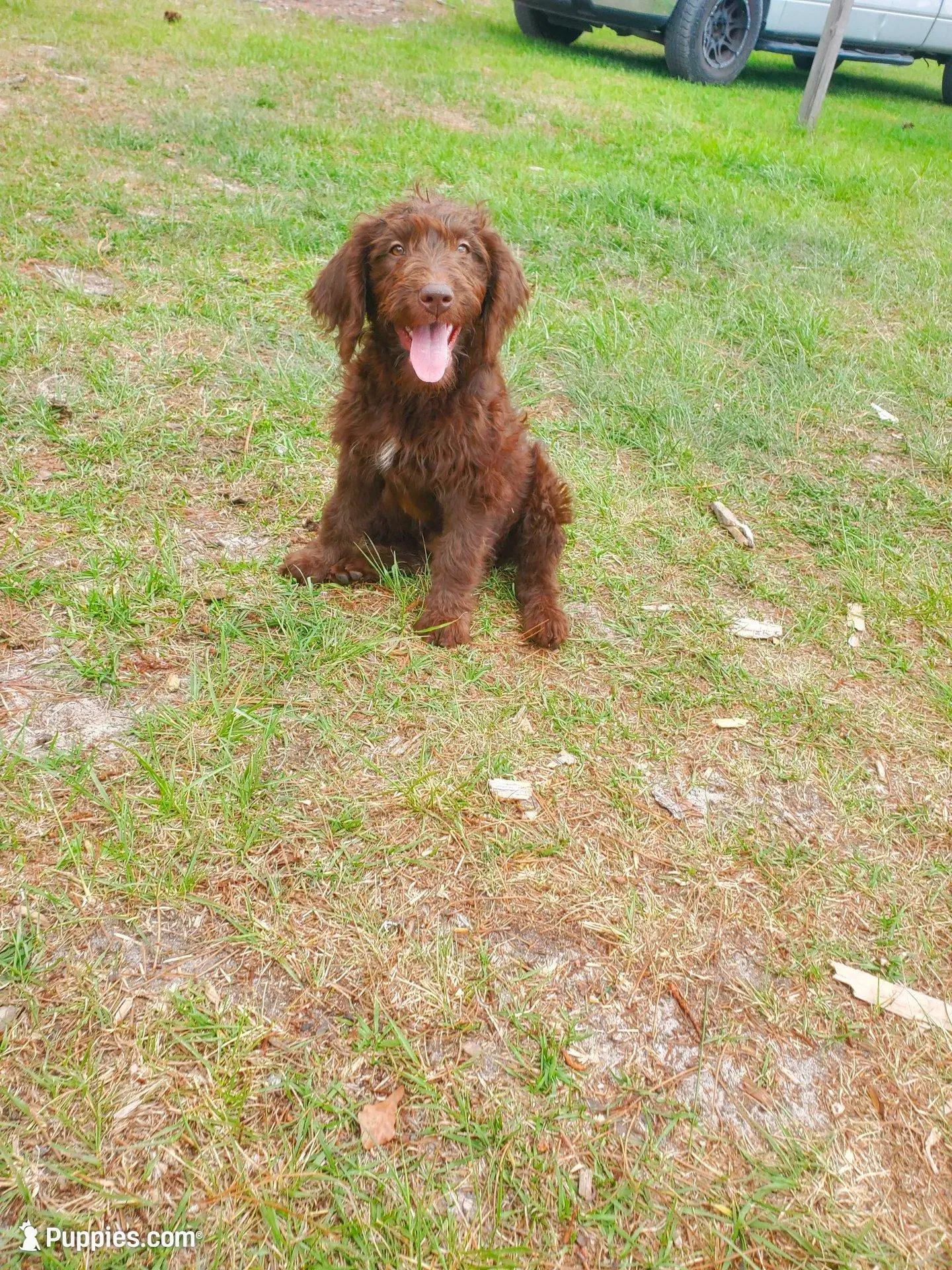 Sadie, a female Labradoodle for sale in Sanderson, FL – Photo 7 of 9
