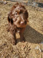 Sadie, a female Labradoodle for sale in Sanderson, FL – Photo 5 of 9