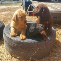 Cocoa, a female Labradoodle for sale in Sanderson, FL – Photo 2 of 9