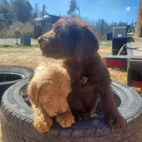 Sadie, a female Labradoodle for sale in Sanderson, FL – Photo 2 of 8