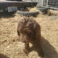 Cocoa, a female Labradoodle for sale in Sanderson, FL – Photo 3 of 9