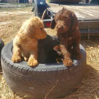 Cocoa, a female Labradoodle for sale in Sanderson, FL – Photo 7 of 9