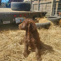 Cocoa, a female Labradoodle for sale in Sanderson, FL – Photo 5 of 9