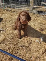 Sadie, a female Labradoodle for sale in Sanderson, FL – Photo 6 of 9