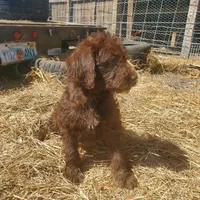 Cocoa, a female Labradoodle for sale in Sanderson, FL – Photo 1 of 9