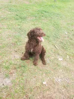 Sadie, a female Labradoodle for sale in Sanderson, FL – Photo 9 of 9