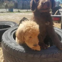 Cocoa, a female Labradoodle for sale in Sanderson, FL – Photo 9 of 9