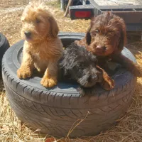 Coco, a female Labradoodle for sale in Sanderson, FL – Photo 8 of 9