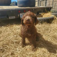 Coco, a female Labradoodle for sale in Sanderson, FL – Photo 7 of 9