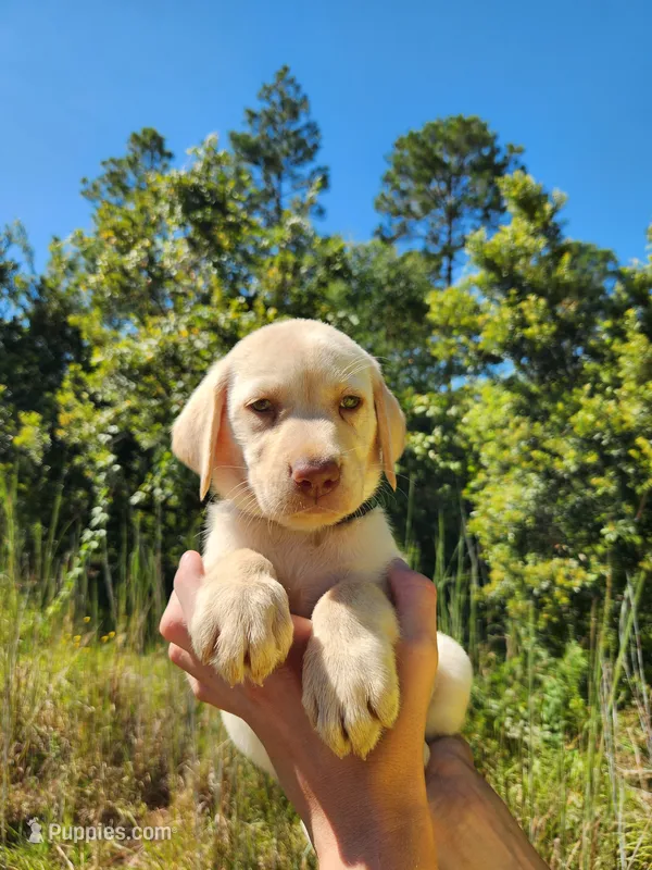 AKC Toffee – Labrador Retriever puppy for sale in Sanderson, FL