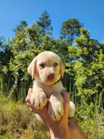 AKC Oakley, a male Labrador Retriever for sale in Sanderson, FL – 1 of 10