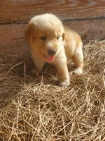 Fluffy, a male Great Pyrenees and Labrador Retriever for sale in Sanderson, FL – 4 of 4