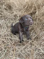 Hazel, a male Labrador Retriever for sale in Sanderson, FL – Photo 3 of 3