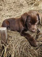 Hazel, a female Labrador Retriever for sale in Sanderson, FL – Photo 2 of 3
