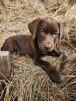 Hazel, a female Labrador Retriever for sale in Sanderson, FL – Photo 1 of 3