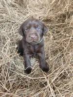 Hazel, a male Labrador Retriever for sale in Sanderson, FL – Photo 1 of 3