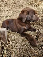 Hazel, a female Labrador Retriever for sale in Sanderson, FL – Photo 3 of 3
