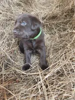 Hazel, a male Labrador Retriever for sale in Sanderson, FL – Photo 2 of 3
