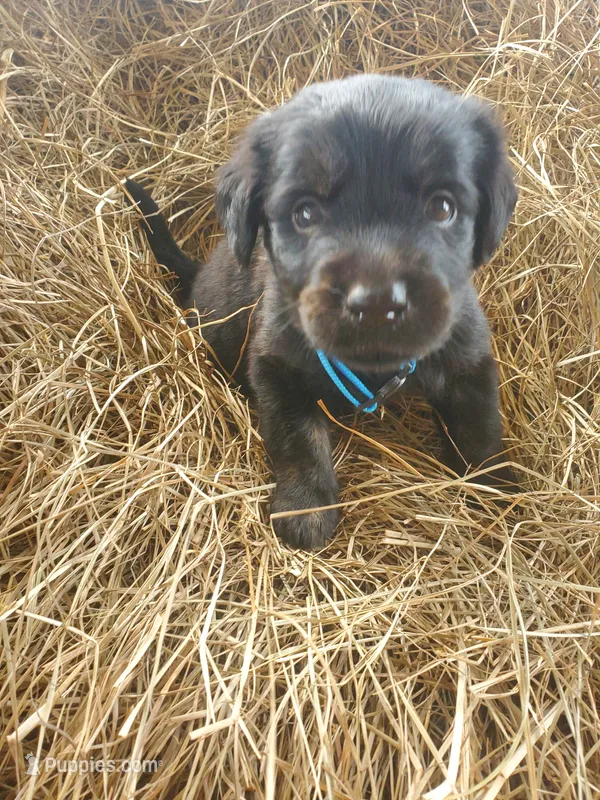 Cash – Great Pyrenees, Labrador Retriever puppy for sale in Sanderson, FL