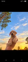 AKC Toffee, a male Labrador Retriever for sale in Sanderson, FL – 2 of 2