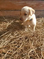 Scout, a male Labrador Retriever for sale in Sanderson, FL – 2 of 6