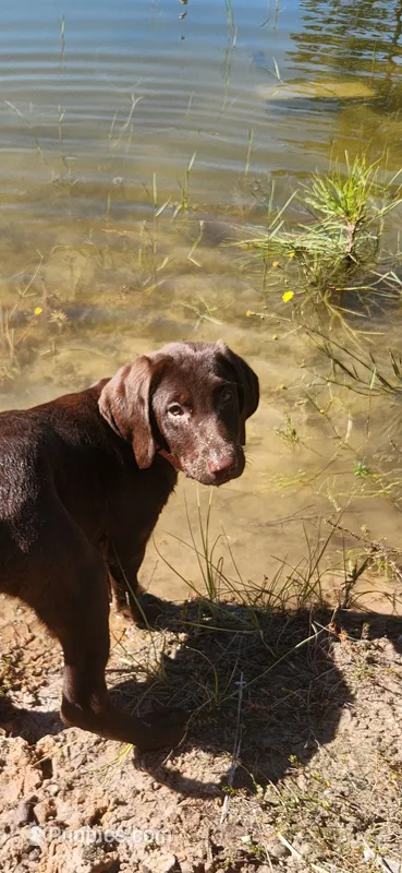 AKC Molly – Labrador Retriever puppy for sale in Sanderson, FL