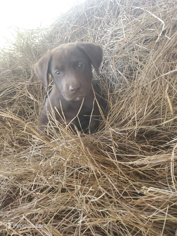 Mocha – Labrador Retriever puppy for sale in Sanderson, FL
