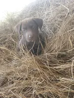 Mocha, a female Labrador Retriever for sale in Sanderson, FL – 1 of 4