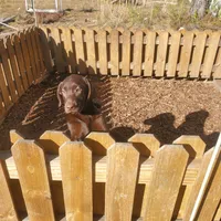 Bear, a male Labrador Retriever for sale in Sanderson, FL – 3 of 3