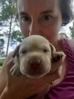 Twinkie, a female Labrador Retriever for sale in Sanderson, FL – 3 of 6