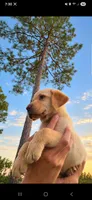 AKC Twinkie, a female Labrador Retriever for sale in Sanderson, FL – 1 of 2