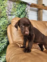 Rocky, a male Labrador Retriever for sale in Sanderson, FL – 2 of 3