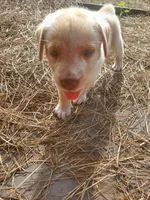 Casper, a male Great Pyrenees and Labrador Retriever for sale in Sanderson, FL – 2 of 4