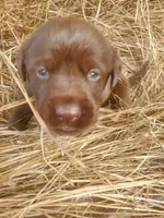 Brownie, a male Labrador Retriever for sale in Sanderson, FL – Photo 3 of 4