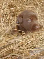 Brownie, a male Labrador Retriever for sale in Sanderson, FL – Photo 2 of 4