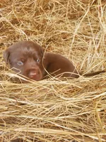 Brownie, a male Labrador Retriever for sale in Sanderson, FL – Photo 1 of 4